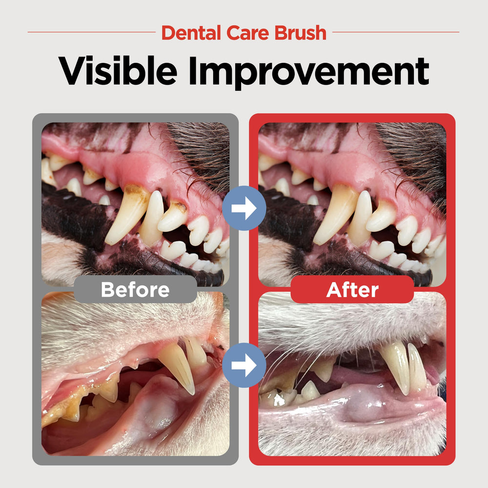 JAYU PET cepillo dental, cabeza horizontal para dientes rectos y curvos