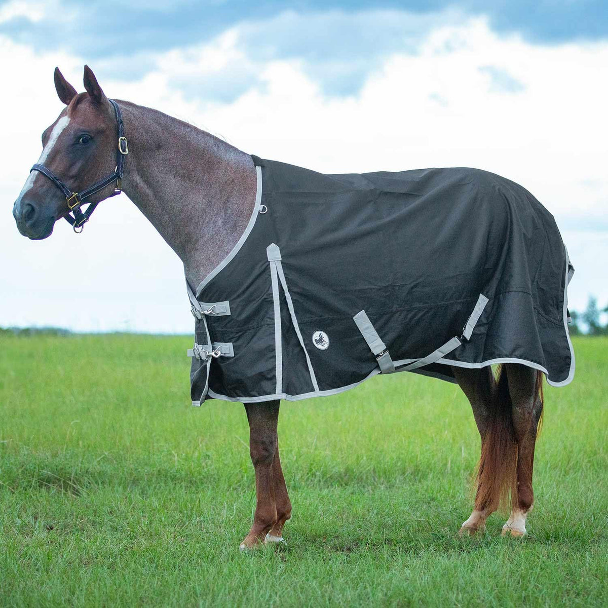 Manta Jeffers Economy 600denier para caballo, cuello estándar, impermeable y ligera para uso diario al aire libre.