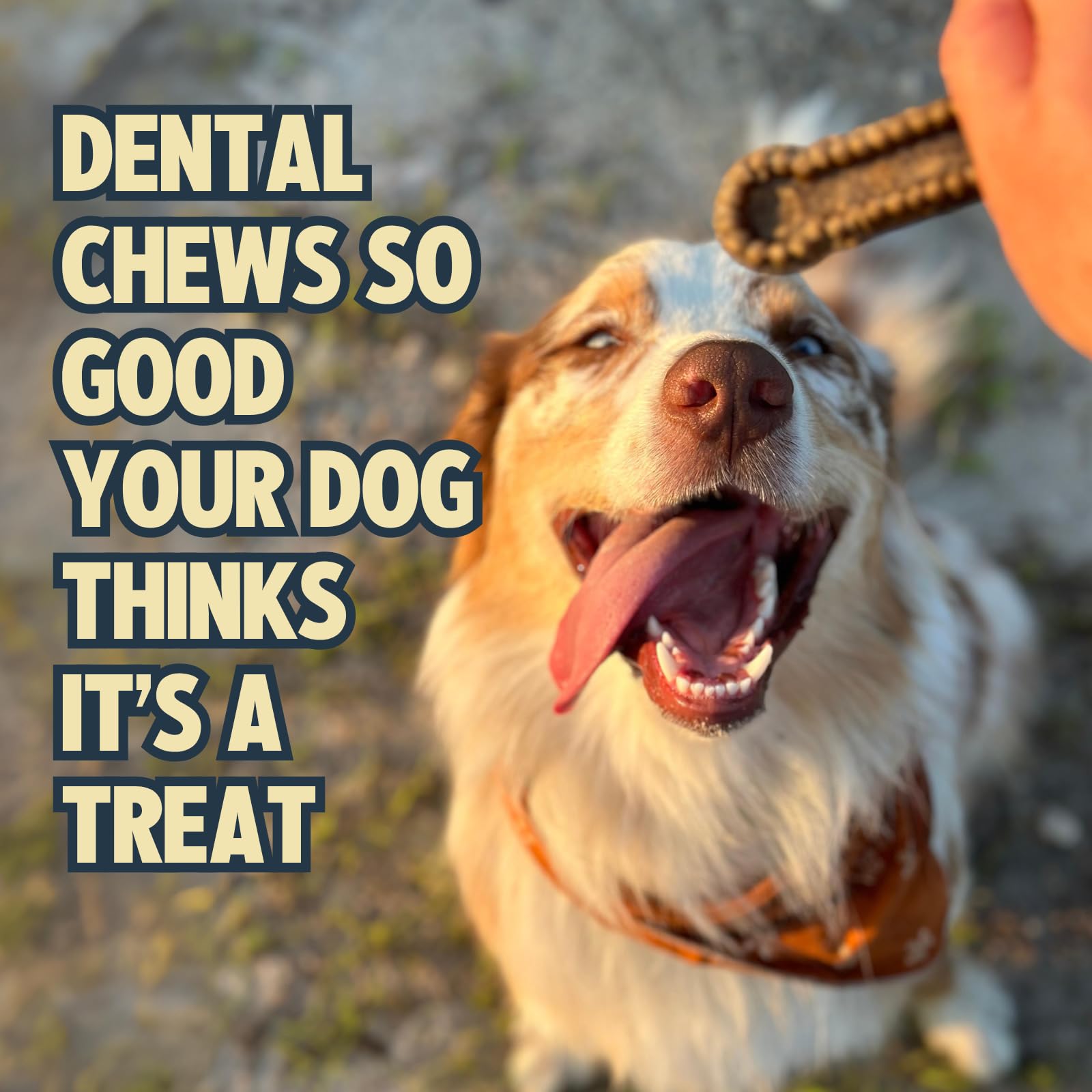 Jiminy's canela: dientes visibles tras masticar el snack dental.