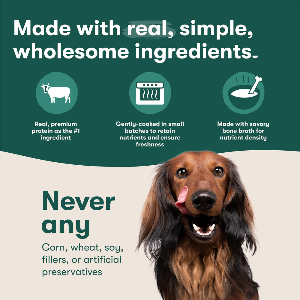Jinx Cachorro: acompañante práctico para perros jóvenes.