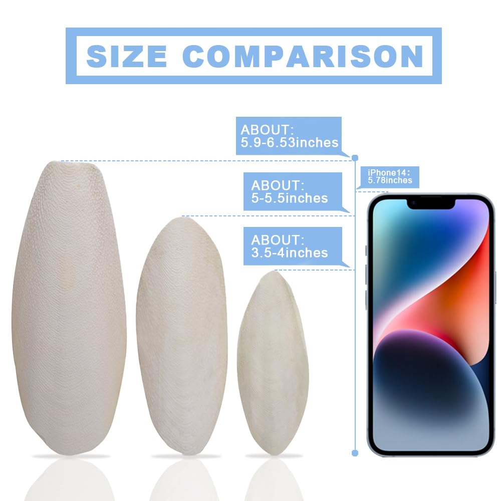 Jmxu's Cuttlebone prêt à installer sur cage, accessoire sûr.