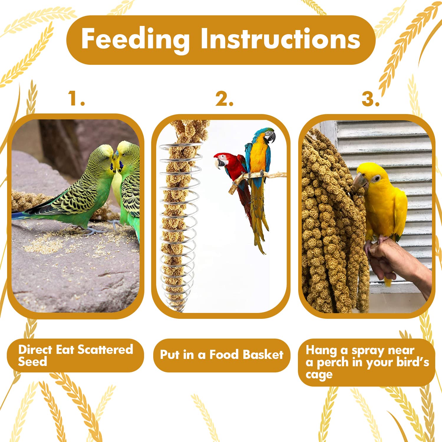 Jmxus mijo para aves interacción y entrenamiento fuera de jaula.