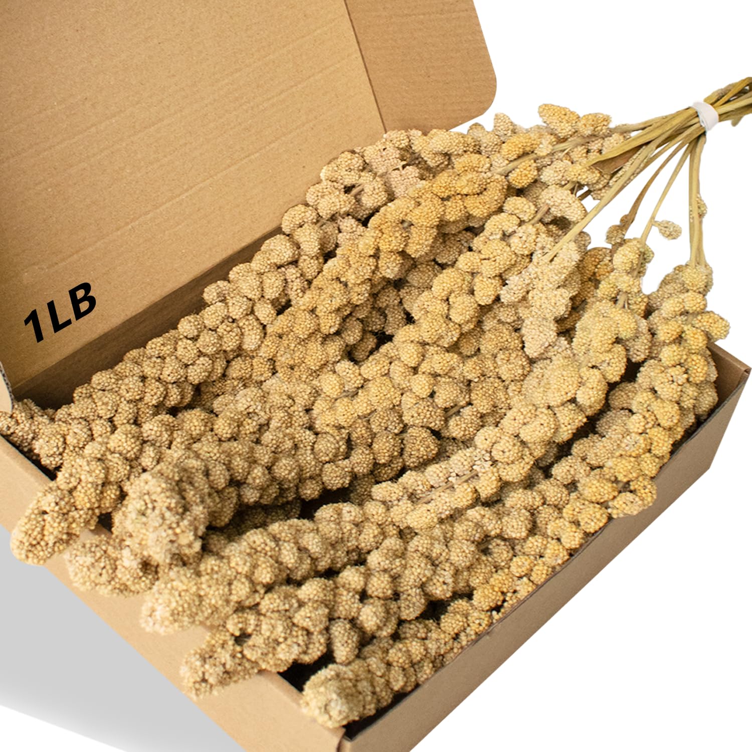 Jmxu's Spray Millet Treat, 12-inch millet spray ready to hang for birds.