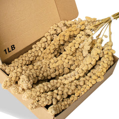 Jmxu's Spray Millet Treat, 12-inch millet spray ready to hang for birds.