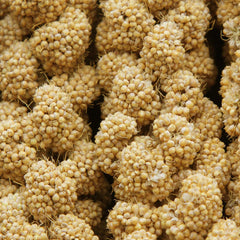 Jmxu's Spray Millet Treat packaging, convenient 1lb size for ongoing bird snacking.