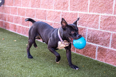 Balón Jolly Pets grande, 8 pulgadas, ideal para perros grandes.