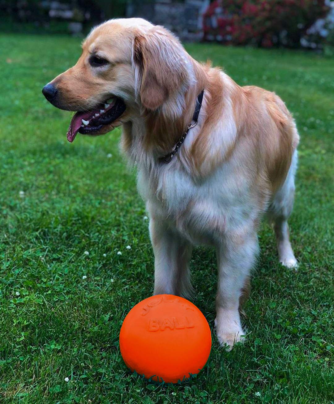 Bola Jolly Pets Bounce-n-Play sin asa, perfecta para patear y recuperar.