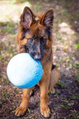 Jolly Pets Bounce-n-Play: perro jugando, mejora la actividad física