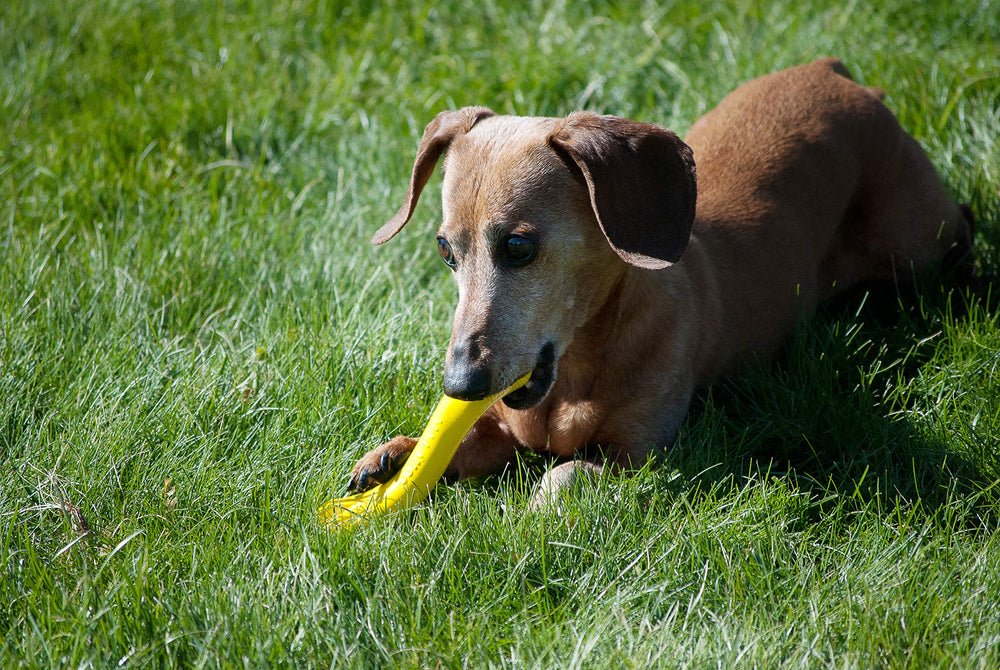 Jolly Pets Jolly Bone amarillo para buscar y recoger juegos