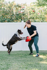 Jolly Egg es flotante, perfecto para juegos en agua junto a tu perro.