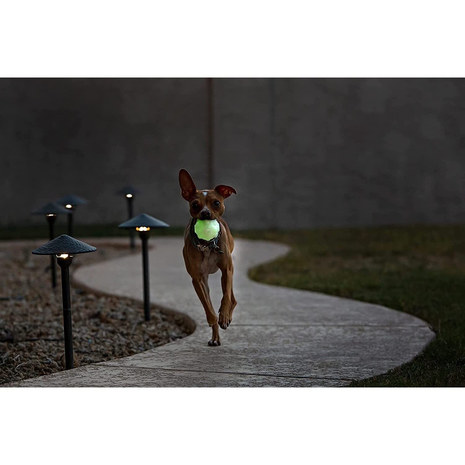 Jolly Pets Jolly Jumper rebote errático para juego activo