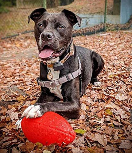 Jolly Pets juguete fútbol para perro, perfecto para el juego de buscar y traer.