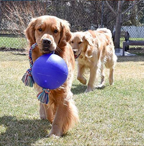 Jolly Pets Romp-n-Roll: juguete azul para perros que promueve interacción y mordisqueo seguro.