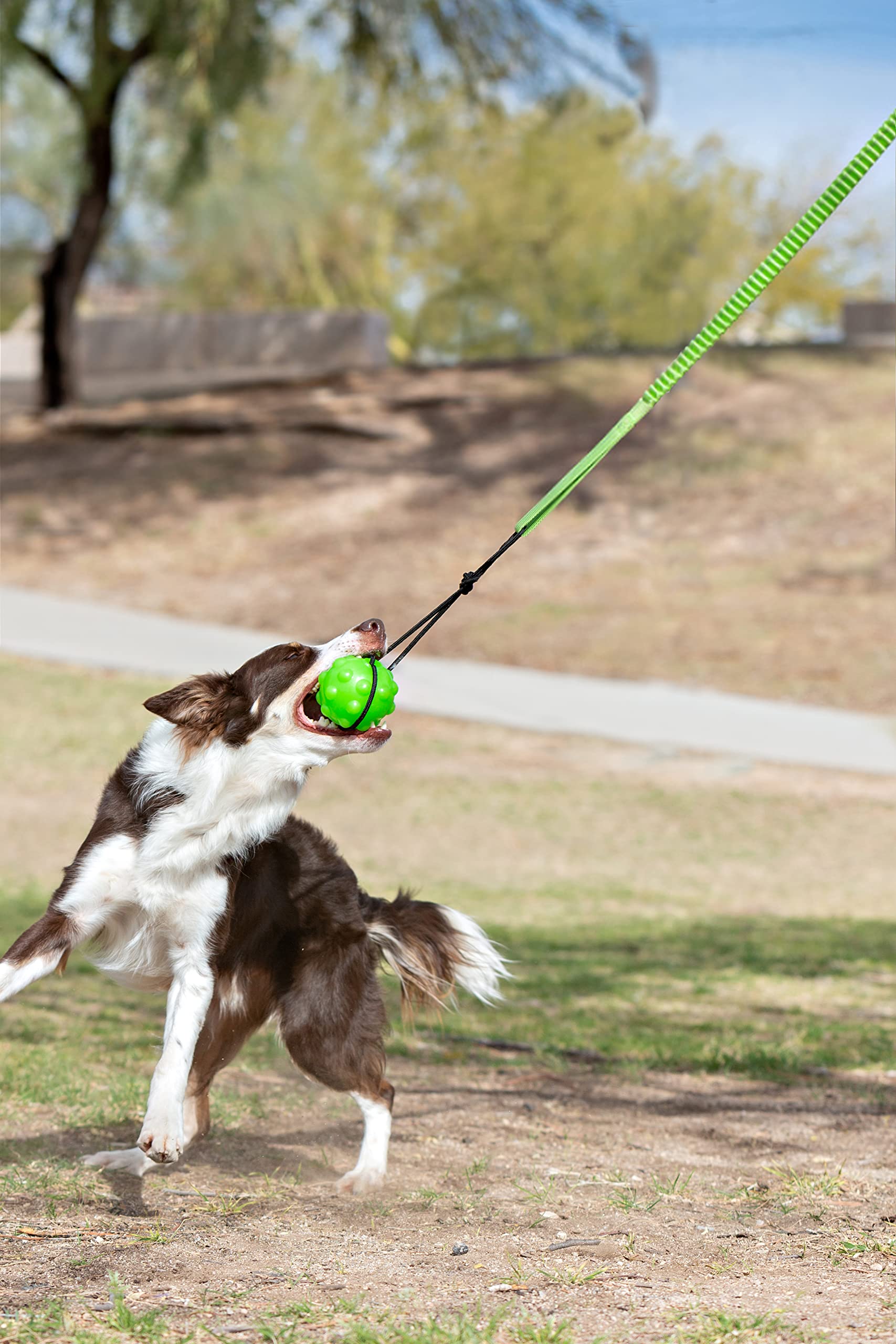 Jolly Pets Tree Tugger ajustable, ideal para masticadores fuertes y altura personalizable