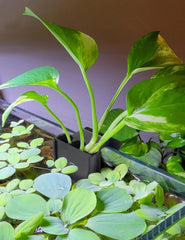 joqepy soporte para plantas acuario colgante, fijación segura