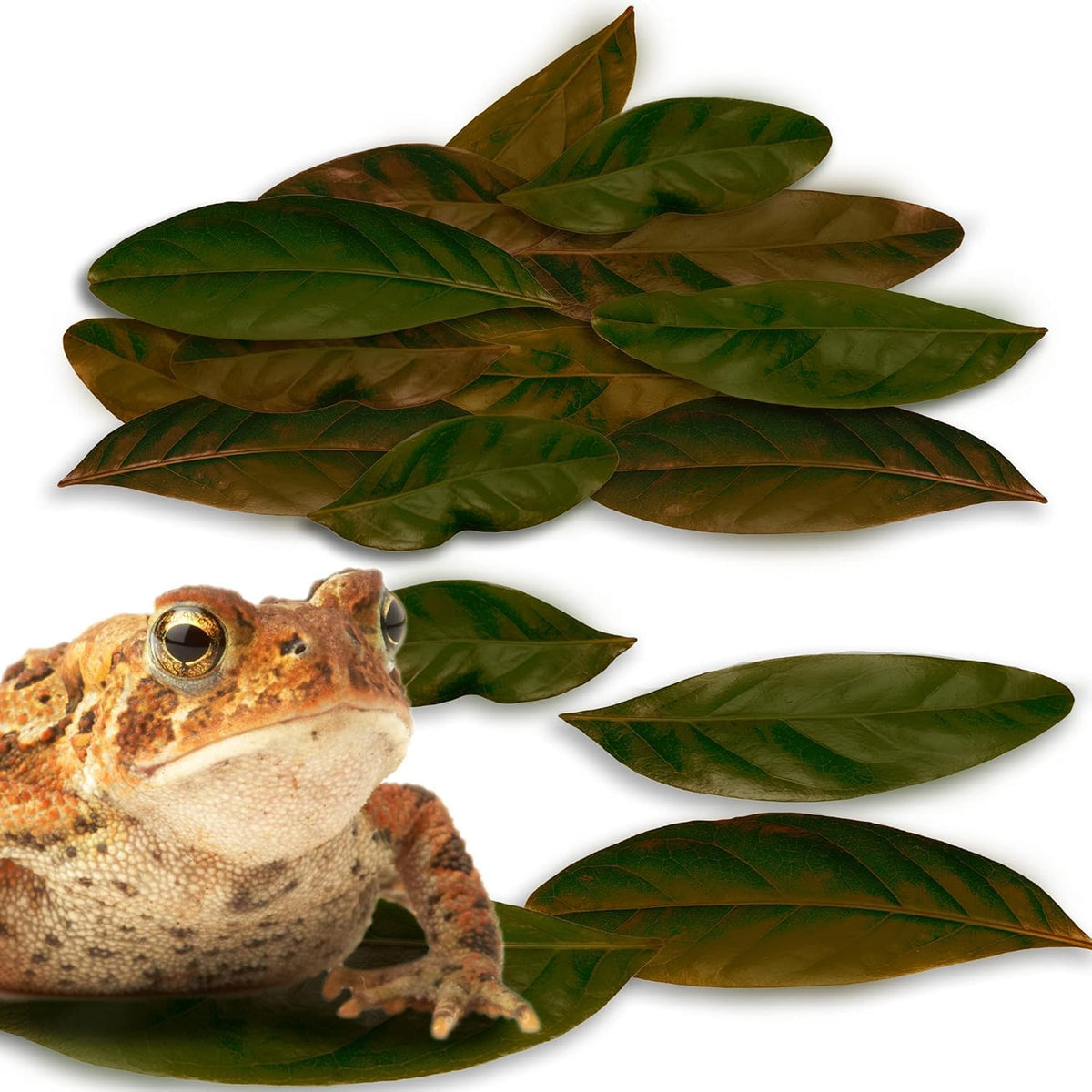 JOR Hojarasca de Caoba en vivario mantiene la humedad.
