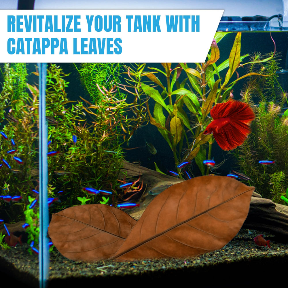 Tanque tropical con hojas Catappa de JOR.