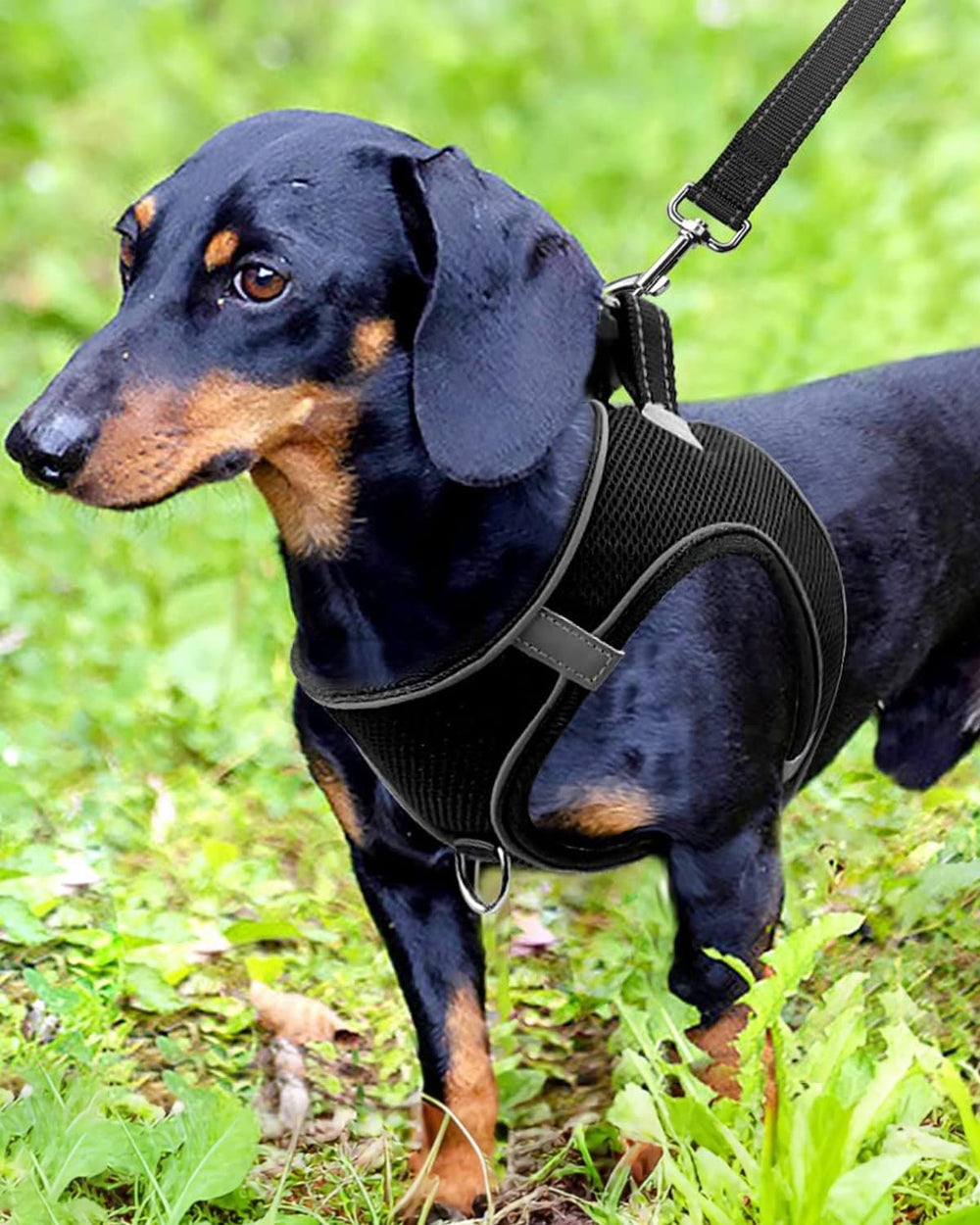 Arnés Joytale para perro pequeño, distribución del tirón para caminar con comodidad.