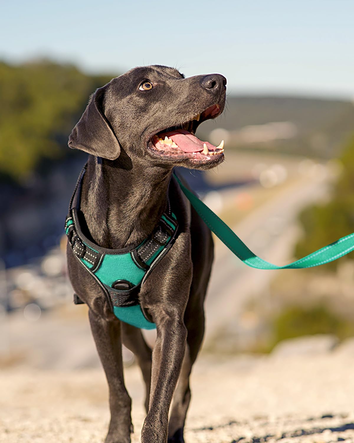 Nylon Oxford résistant Joytale, harnais pour chien grand, durabilité quotidienne.