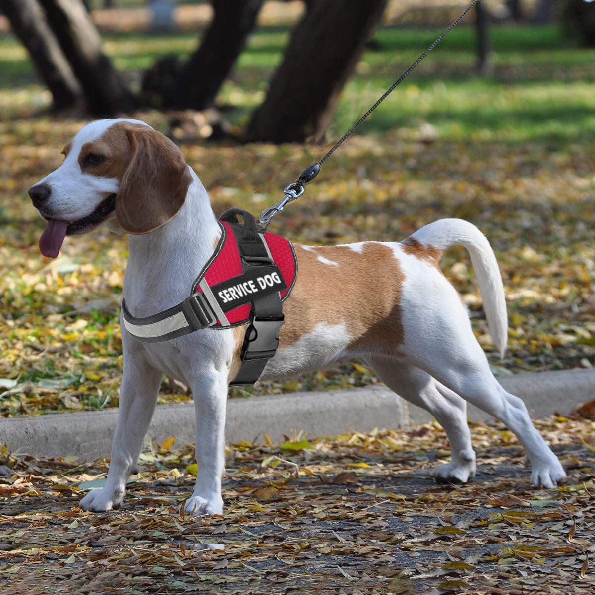 JSXD arnés perro tallas XS-XXL para múltiples razas.