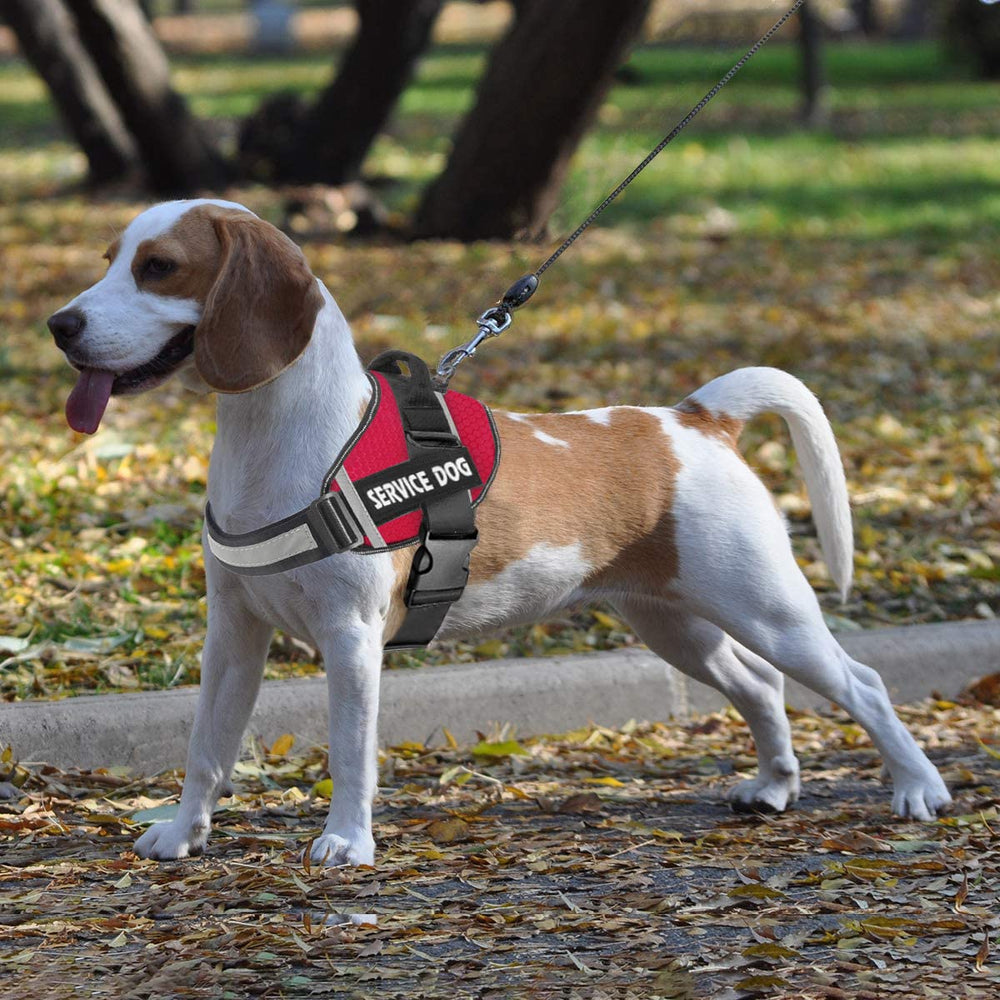 JSXD arnés perro tallas XS-XXL para múltiples razas.