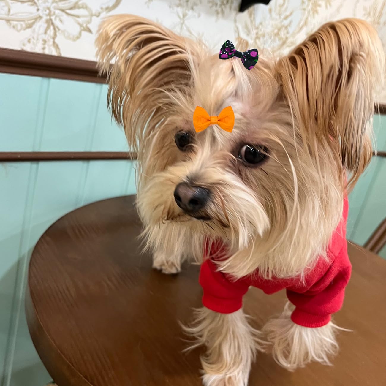 JUCCPUL clip de pelo para perro, cómodo y seguro para uso diario