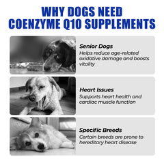 Just Try CoQ10 para perros, bocados suaves de pollo listos para uso diario.