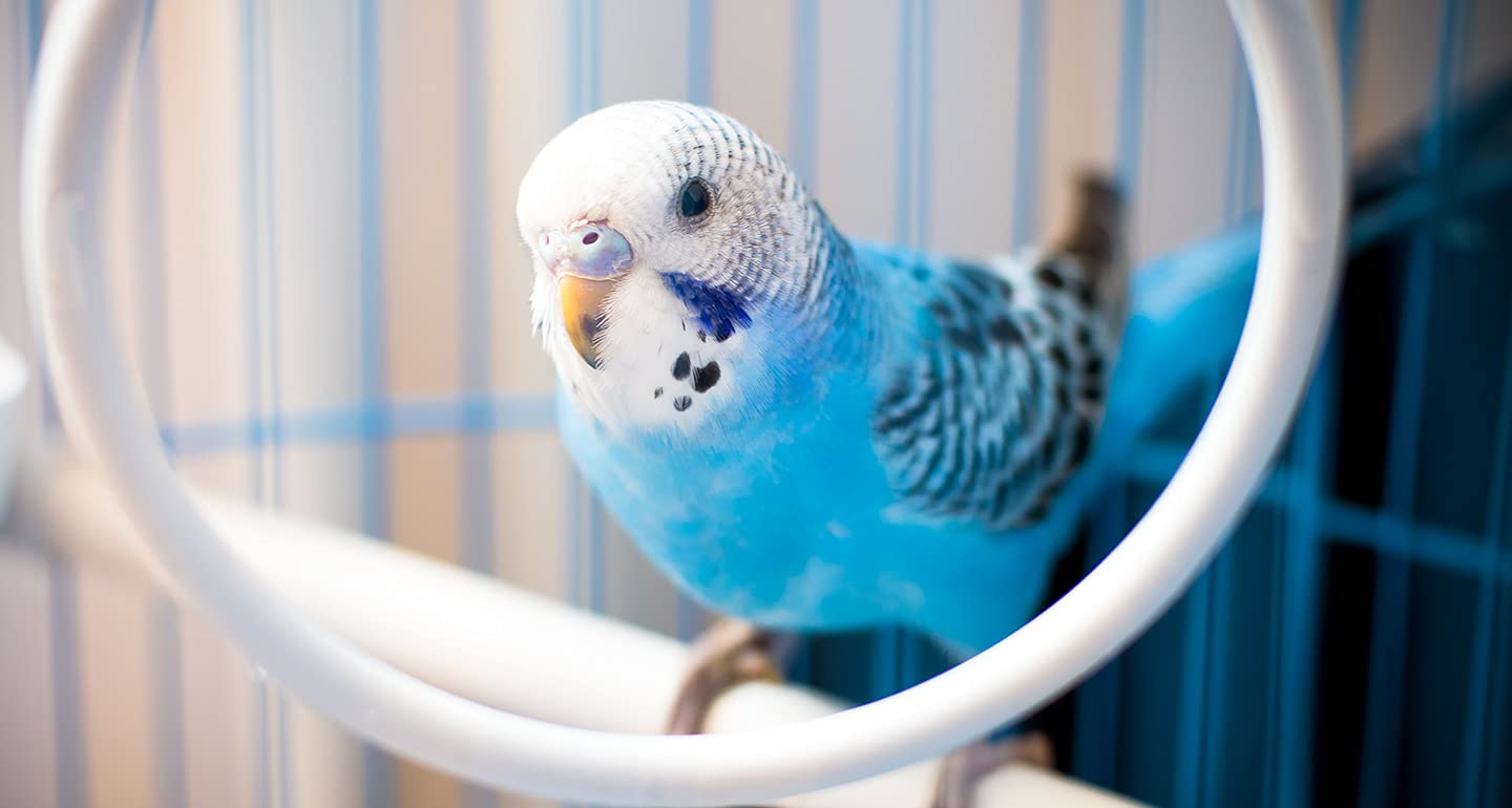 jw salón de espejos: altura y tamaño adecuados para aves pequeñas