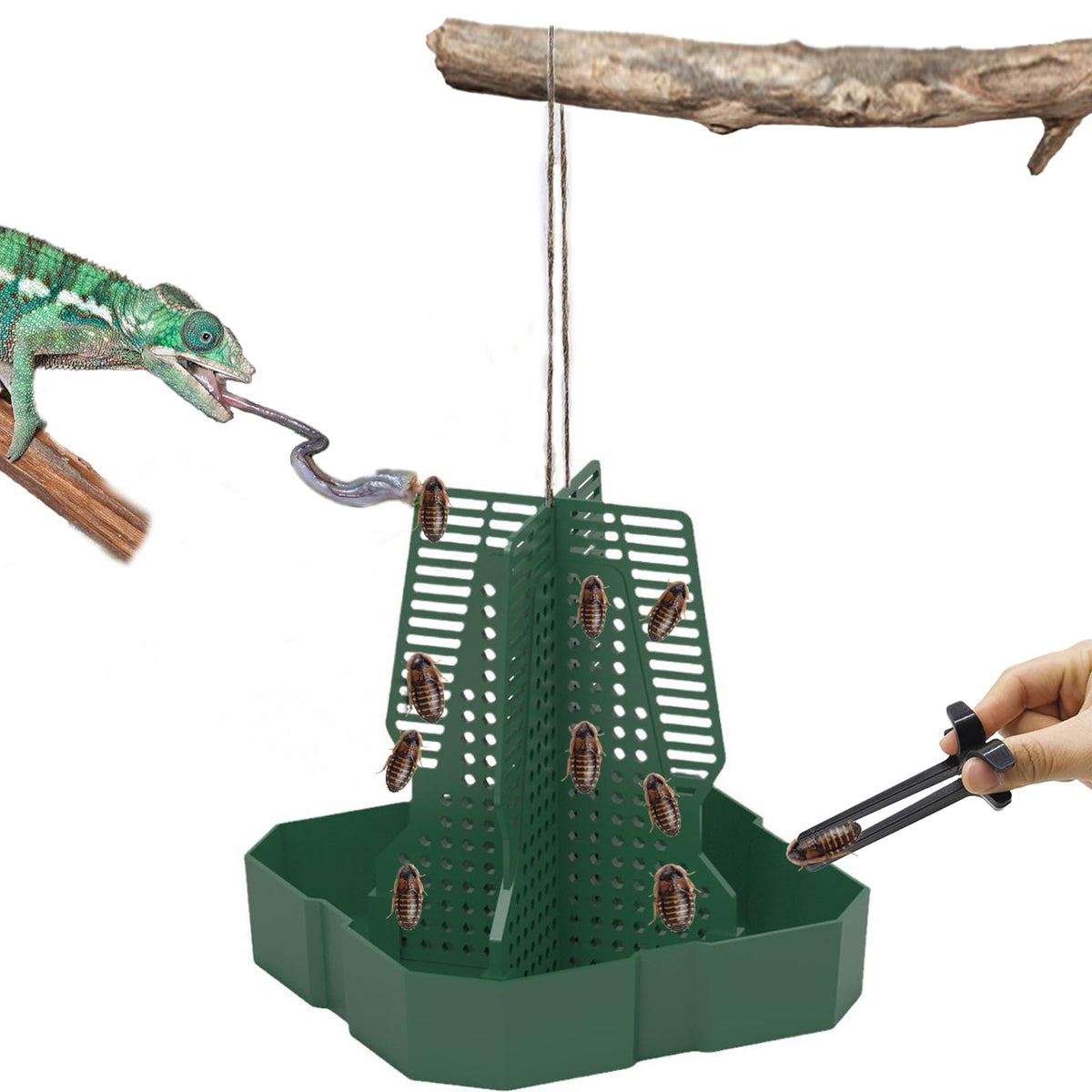 JWIZYOTR Alimentador Camaleón escalera para insectos que facilita observar la caza