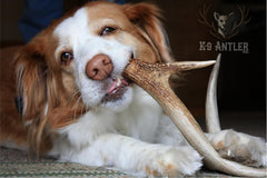 K-9 Antler Co. procedencia-eeuu cuernos de origen seguro para perros.