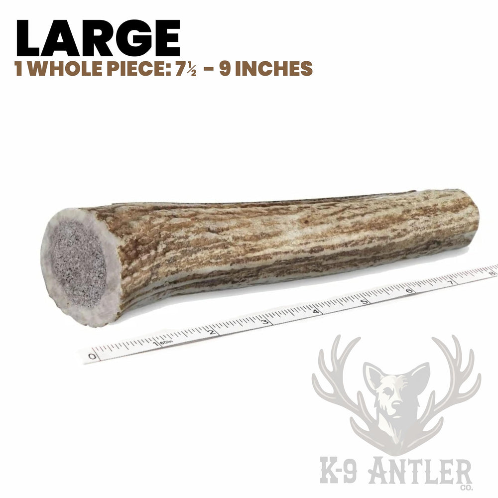K-9 Antler Co. perro mordiendo asta entera.