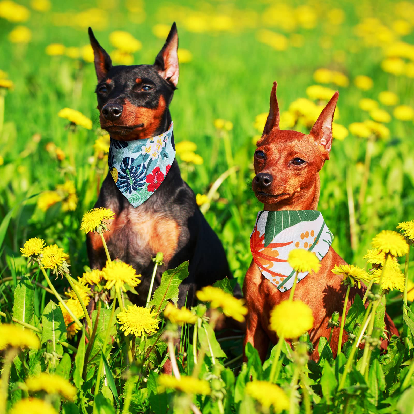 Kacctyen bandanas lavables reutilizables: listas para múltiples usos.