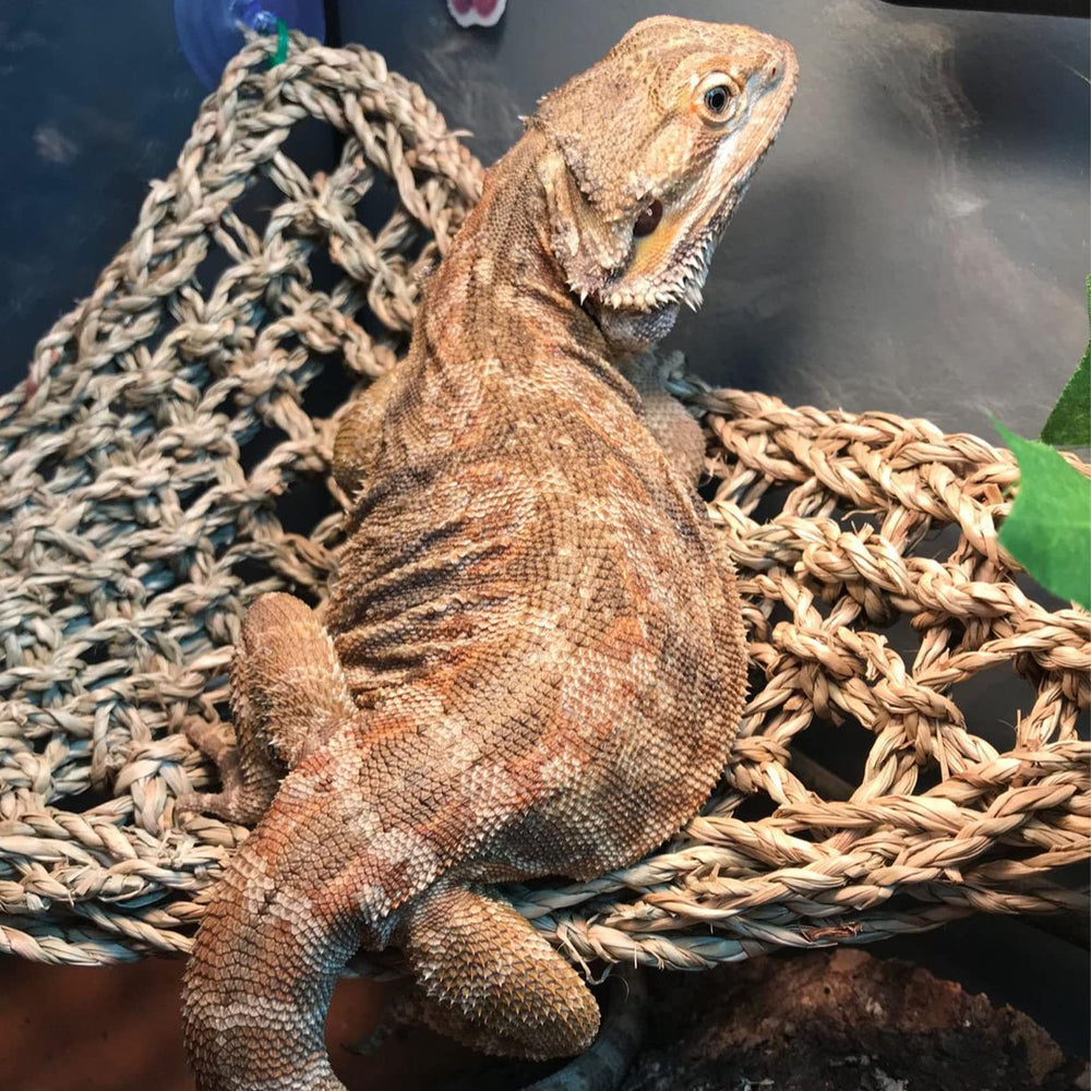 Kathson hamaca cuadrada para dragón barbudo, facilita descanso y exploración