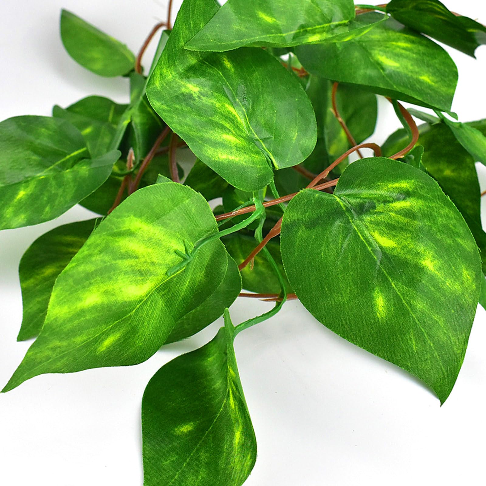KATUMO Limpieza Fácil: plantas para terrario fáciles de lavar