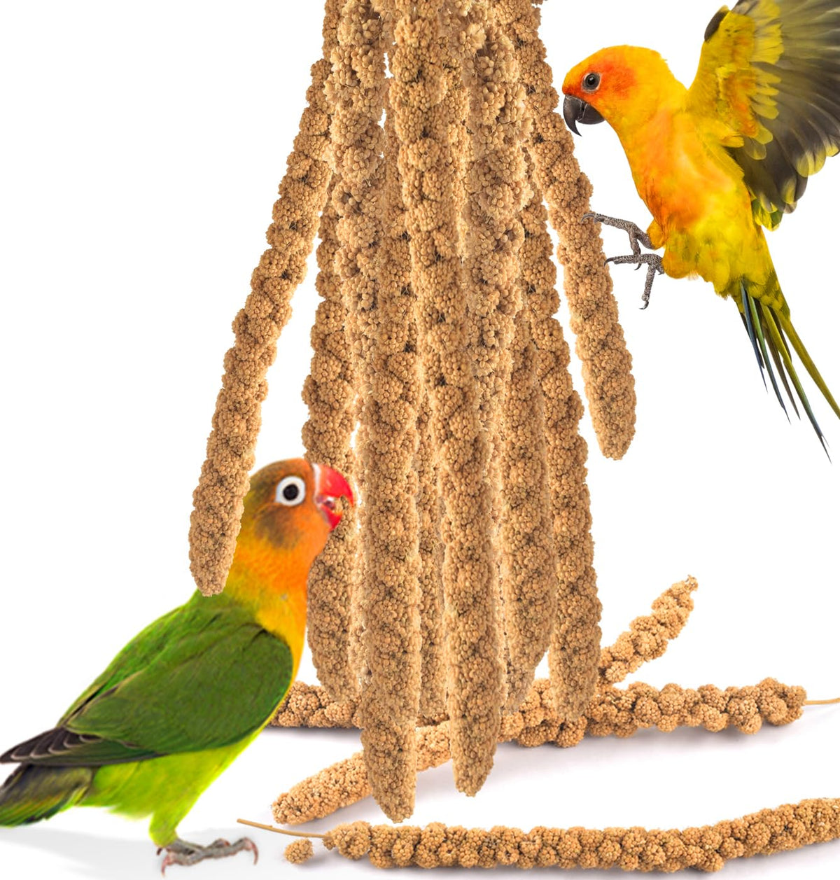 Katumo mijo en espiga para aves, snack natural y crujiente.