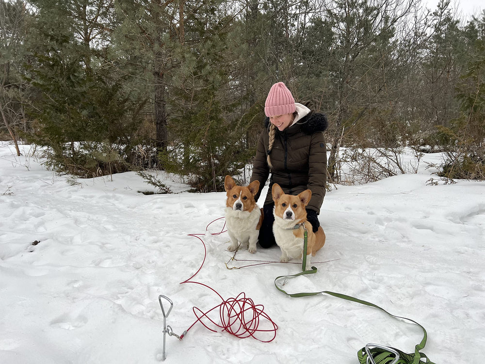 Katzco estaca para perros, cable no incluido, fácil instalación.