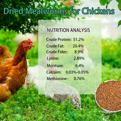Kayhen gusanos secos, proteína alta para gallinas ponedoras cada día.