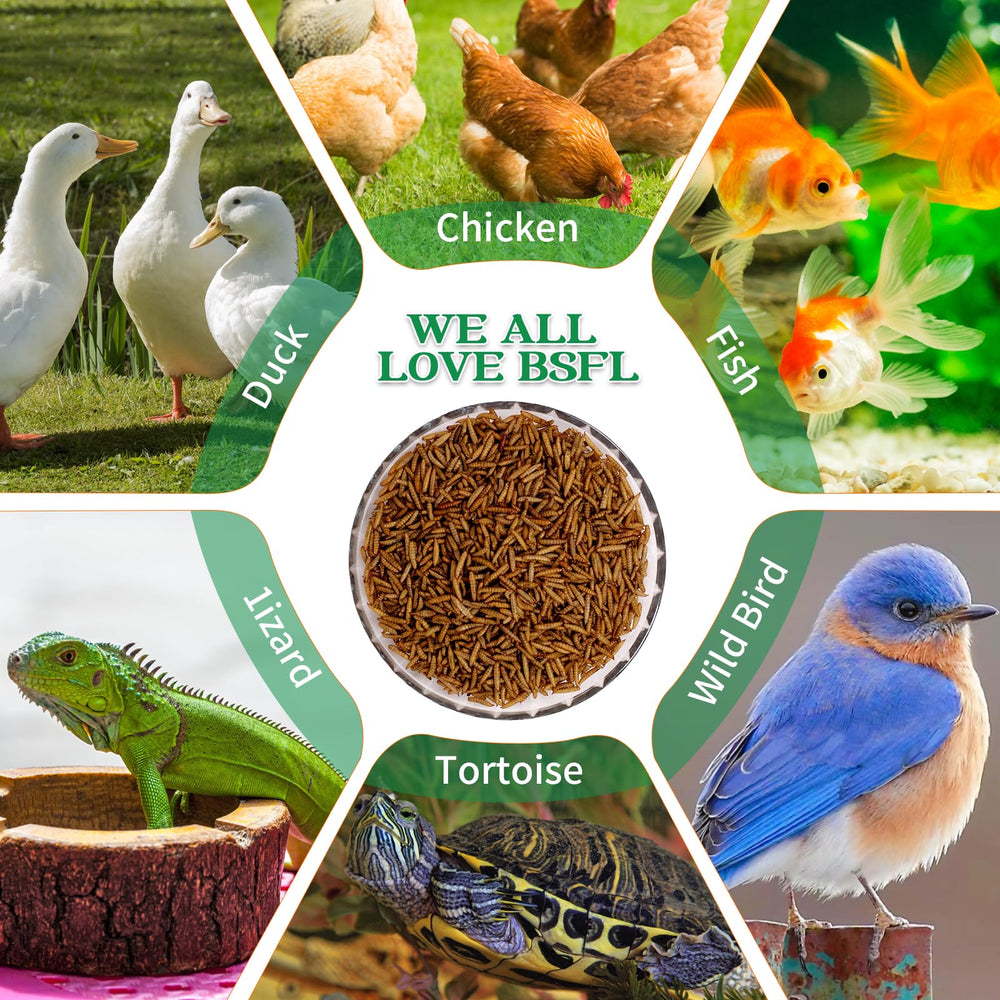 KAYHEN larvas mosca negra secas, complemento proteico para aves y reptiles.