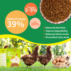 KAYHEN larvas mosca negra secas para gallinas, fuente proteica natural.