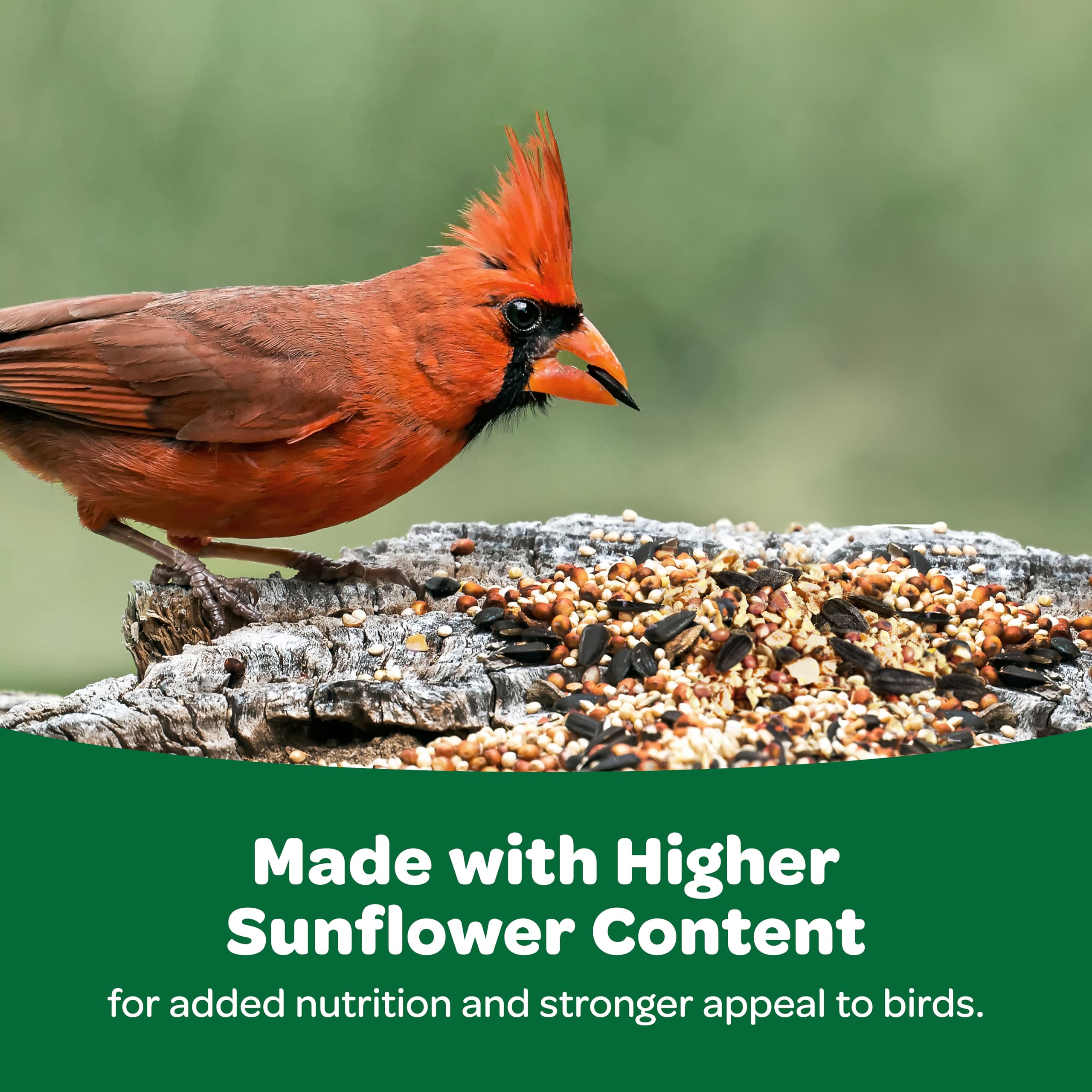 Kaytee Alimento para aves: opción económica y de calidad para el comedero.