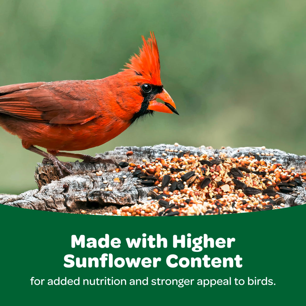 Kaytee Alimento para aves: opción económica y de calidad para el comedero.