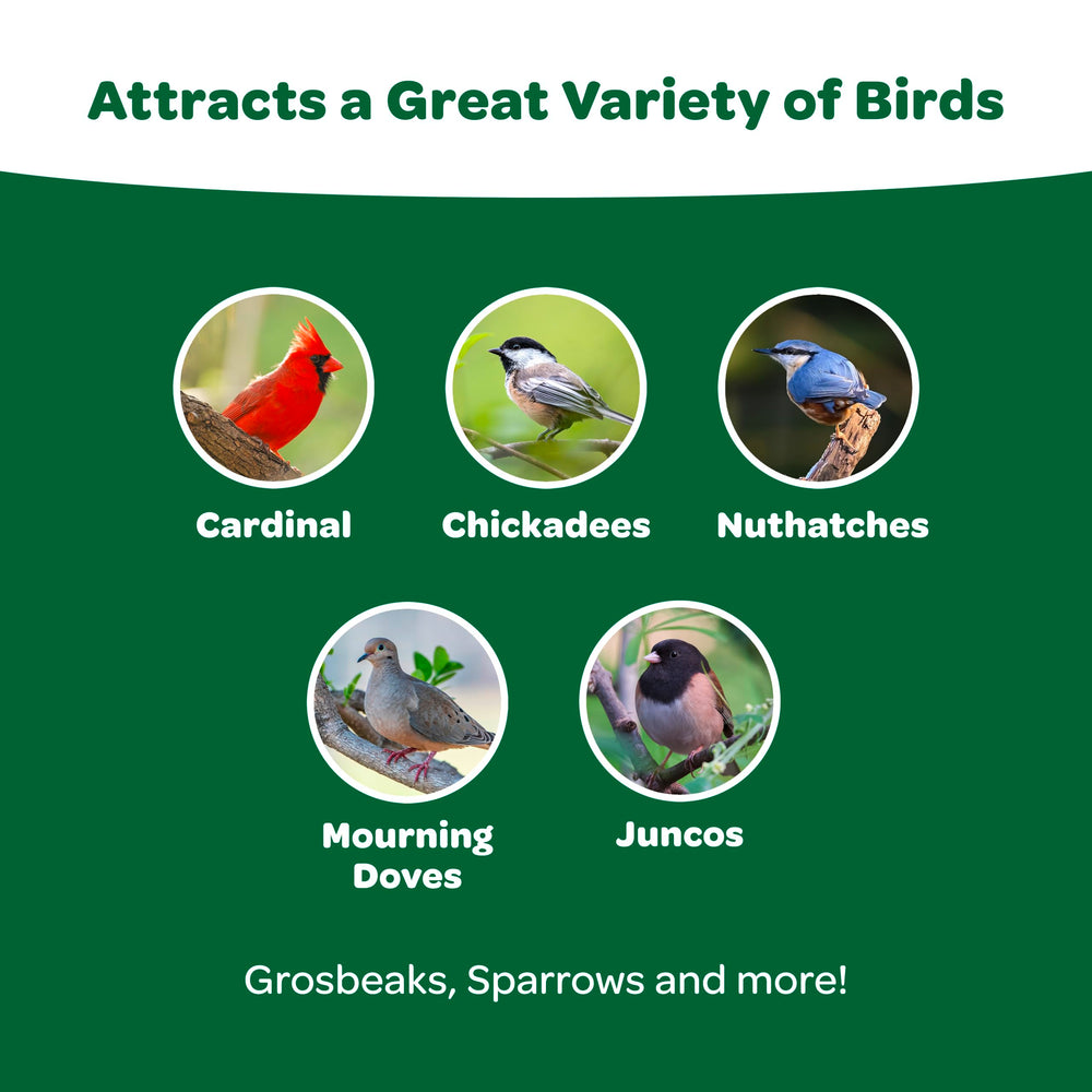 Kaytee Alimento para aves: mezcla variada que atrae varias especies.
