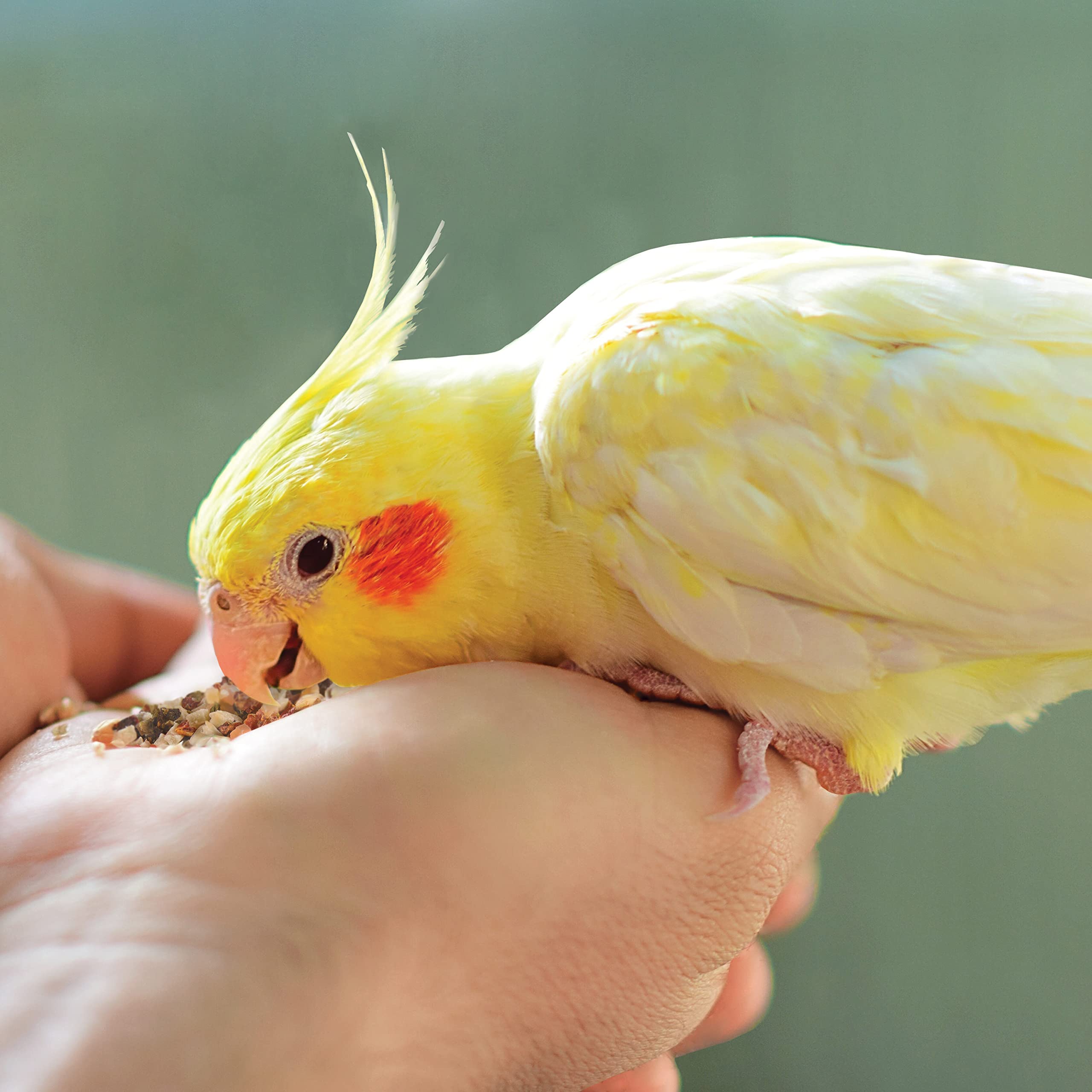 Kaytee empaque práctico de golosinas para aves en casa