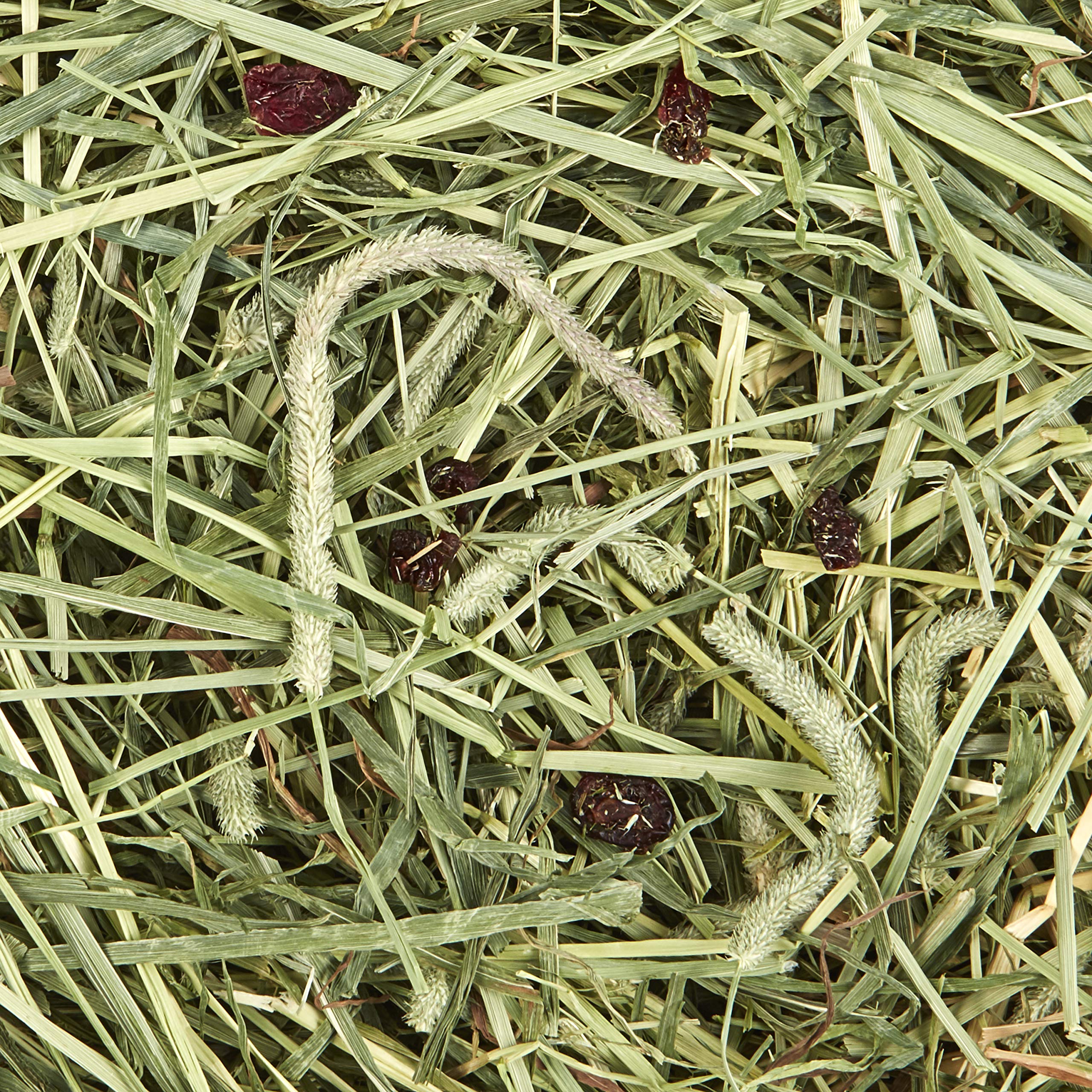 Kaytee heno Timothy natural con arándanos para conejillos de indias, sabor y fibra balanceada