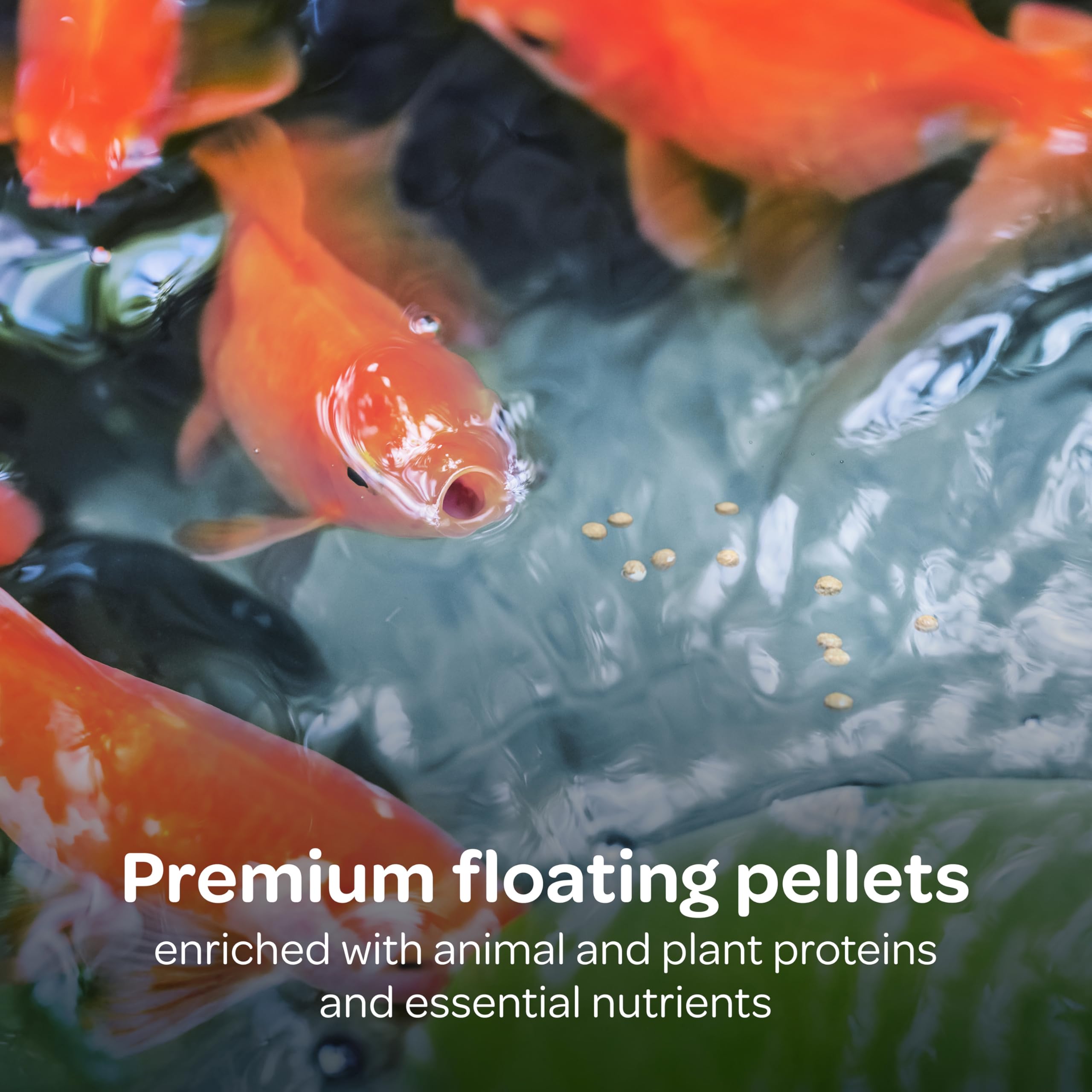 Pellets flotantes Kaytee Koi’s Choice para goldfish.