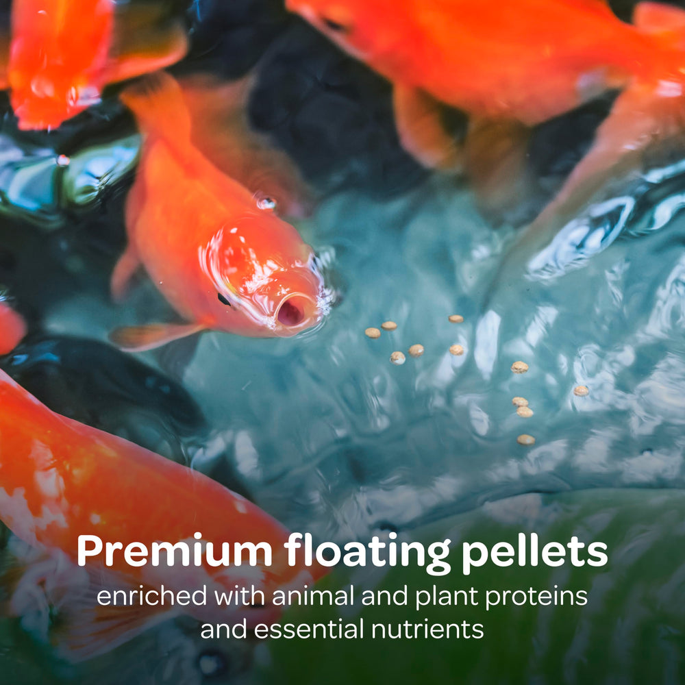 Pellets flotantes Kaytee Koi’s Choice para goldfish.