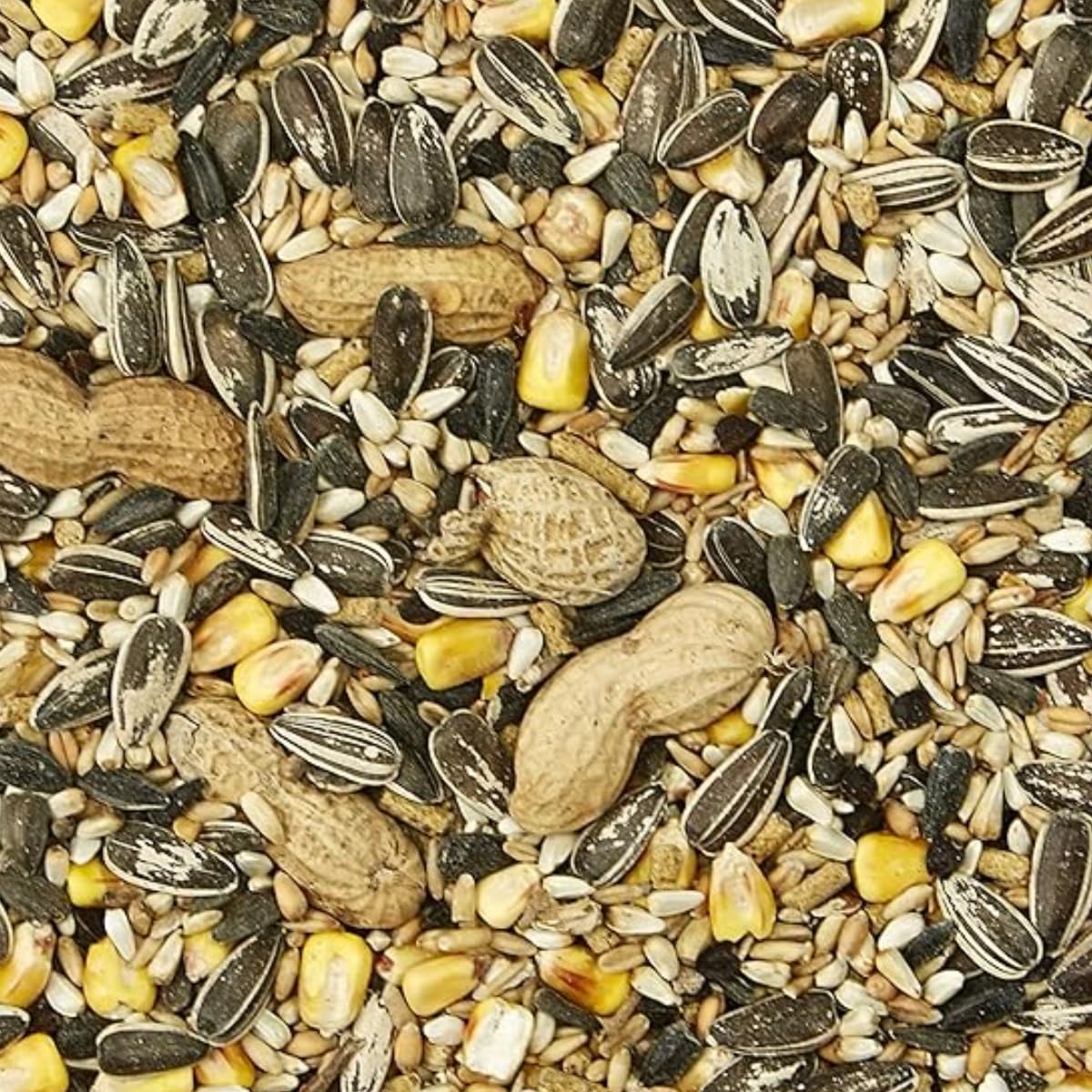 Kaytee Supreme Loro: disfrutar en cuenco, momento de alimentación agradable