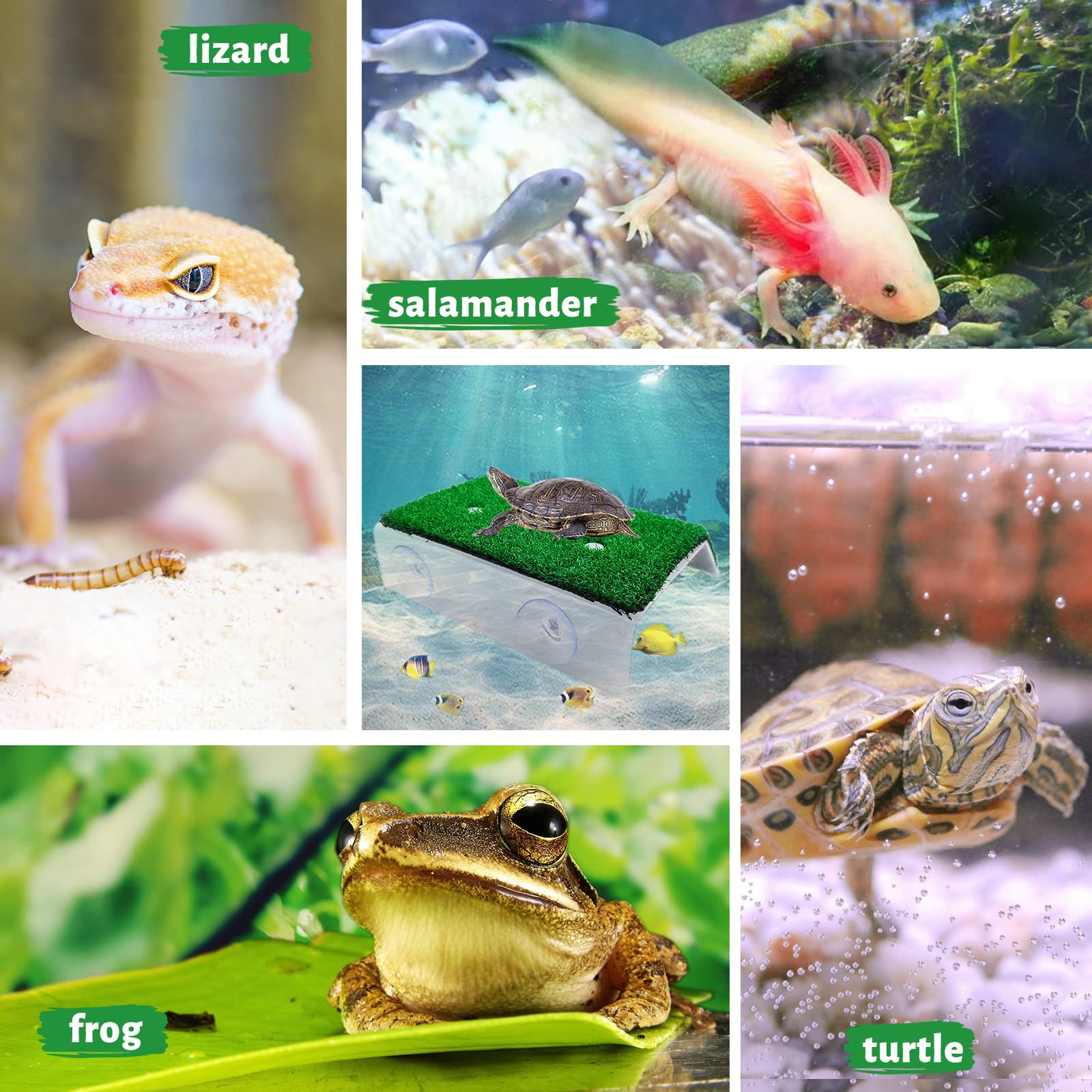 Keedolla tortuga: diseño estable para reptiles y anfibios acuáticos.
