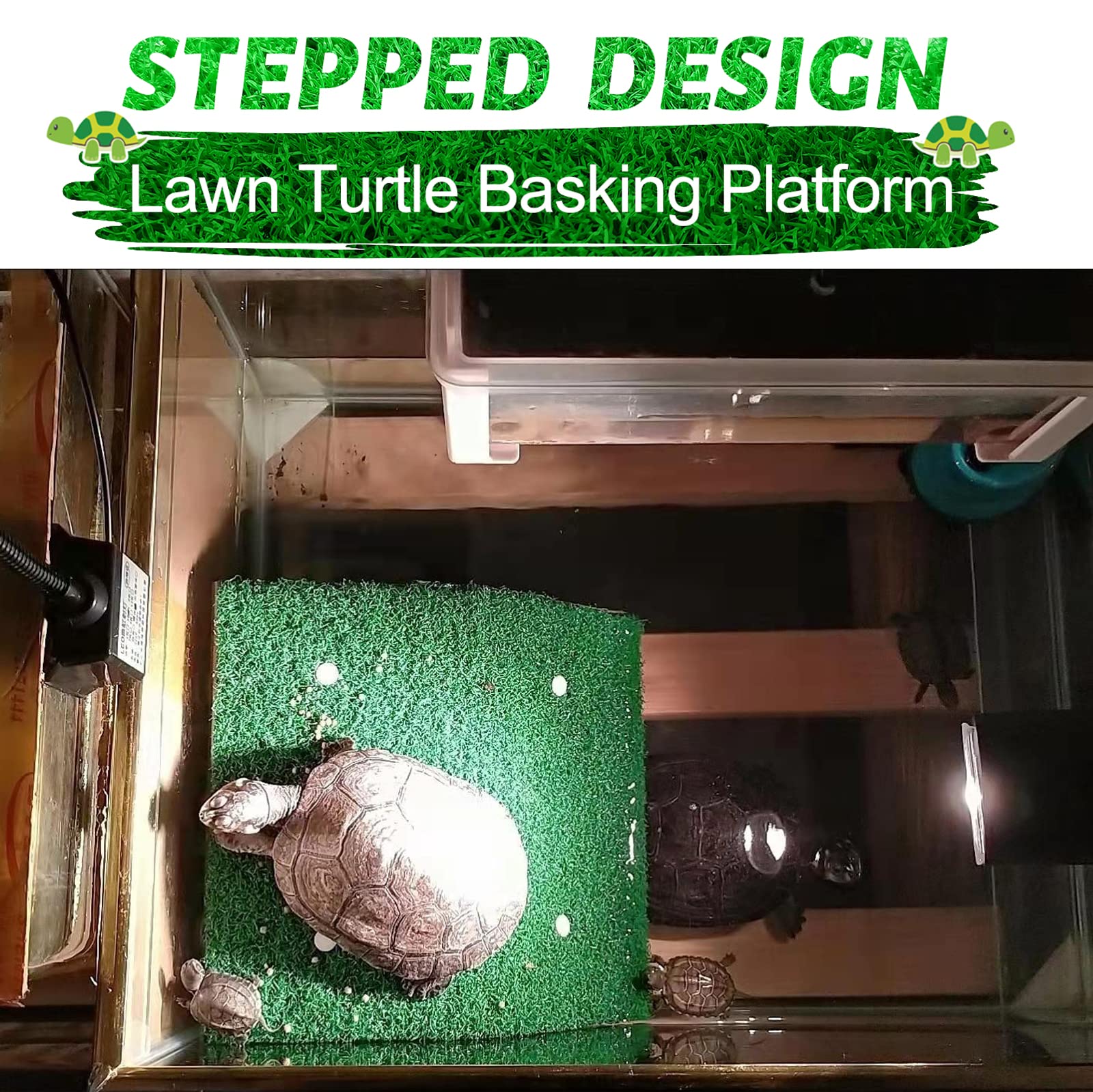 Keedolla tortuga: superficie amplia para descansar y calentarse.