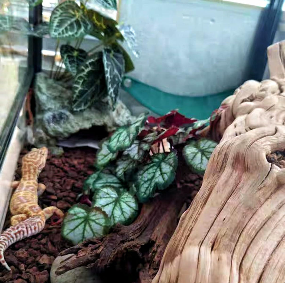 KERUIDENG Plantas Reptiles - resistencia y diseño duradero para hábitat.